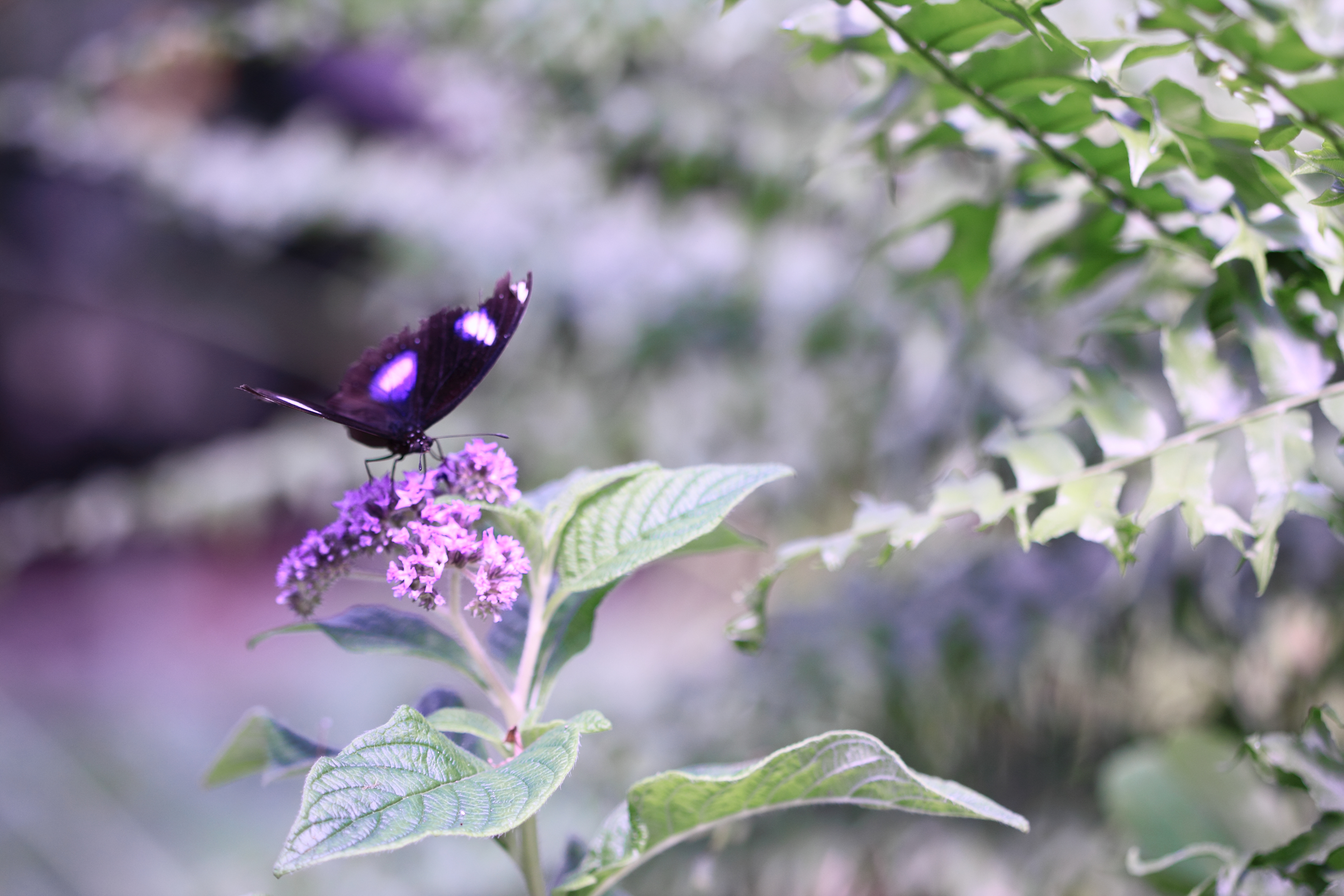 Butterfly At Windmill Garden Center Enchanted Wings Butterfly House Photo Included in 2013 Enchanted Wings Butterfly House Calendar