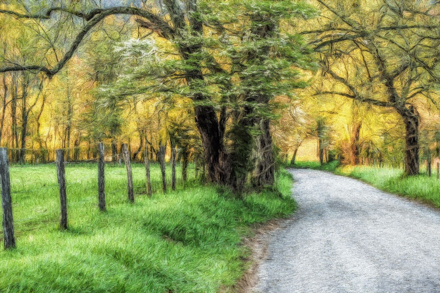 Through the Dogwoods