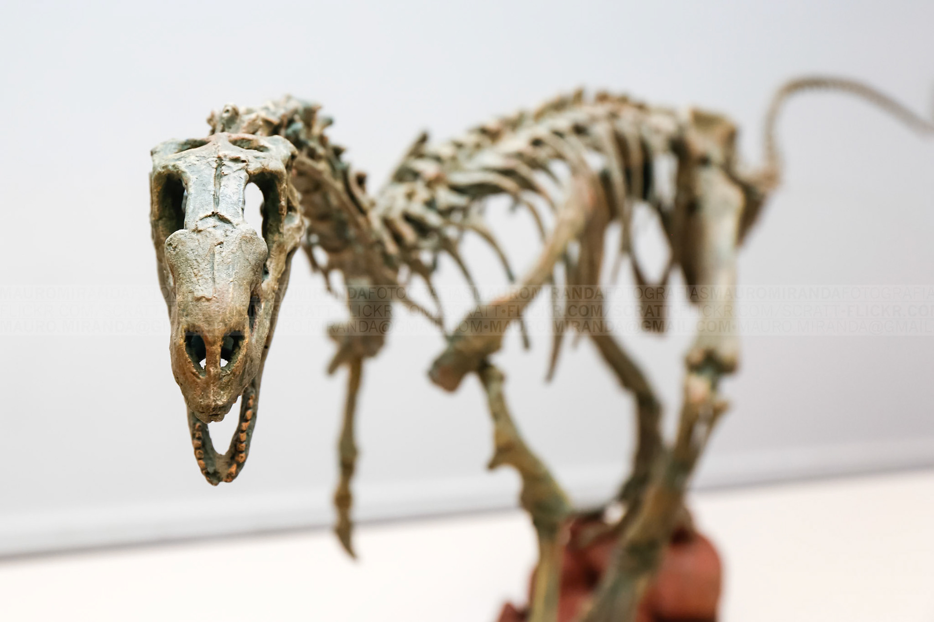 Chilesaurus Diegosuarezi, 2015