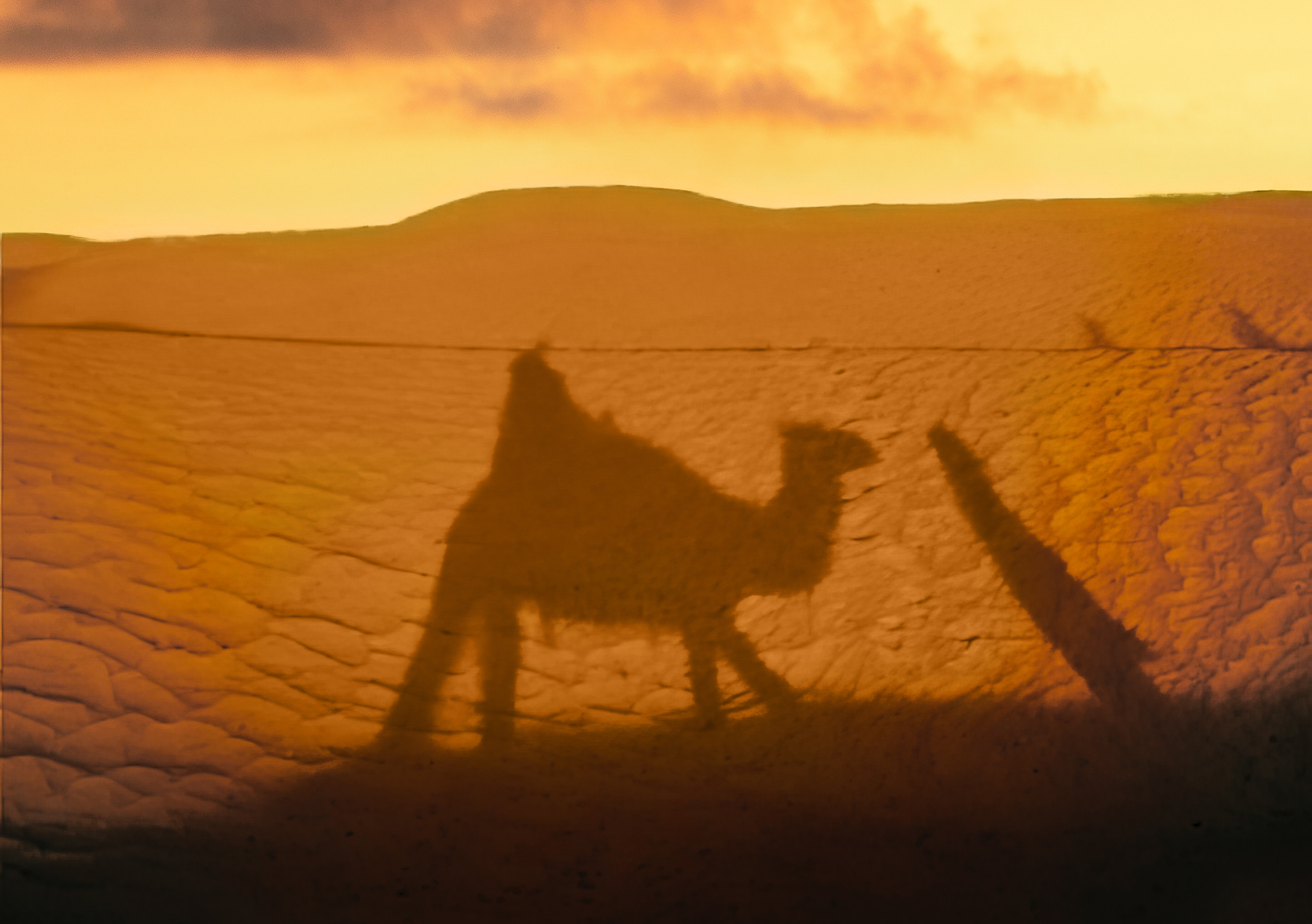 Camel Riding in the Sahara, Tunisia