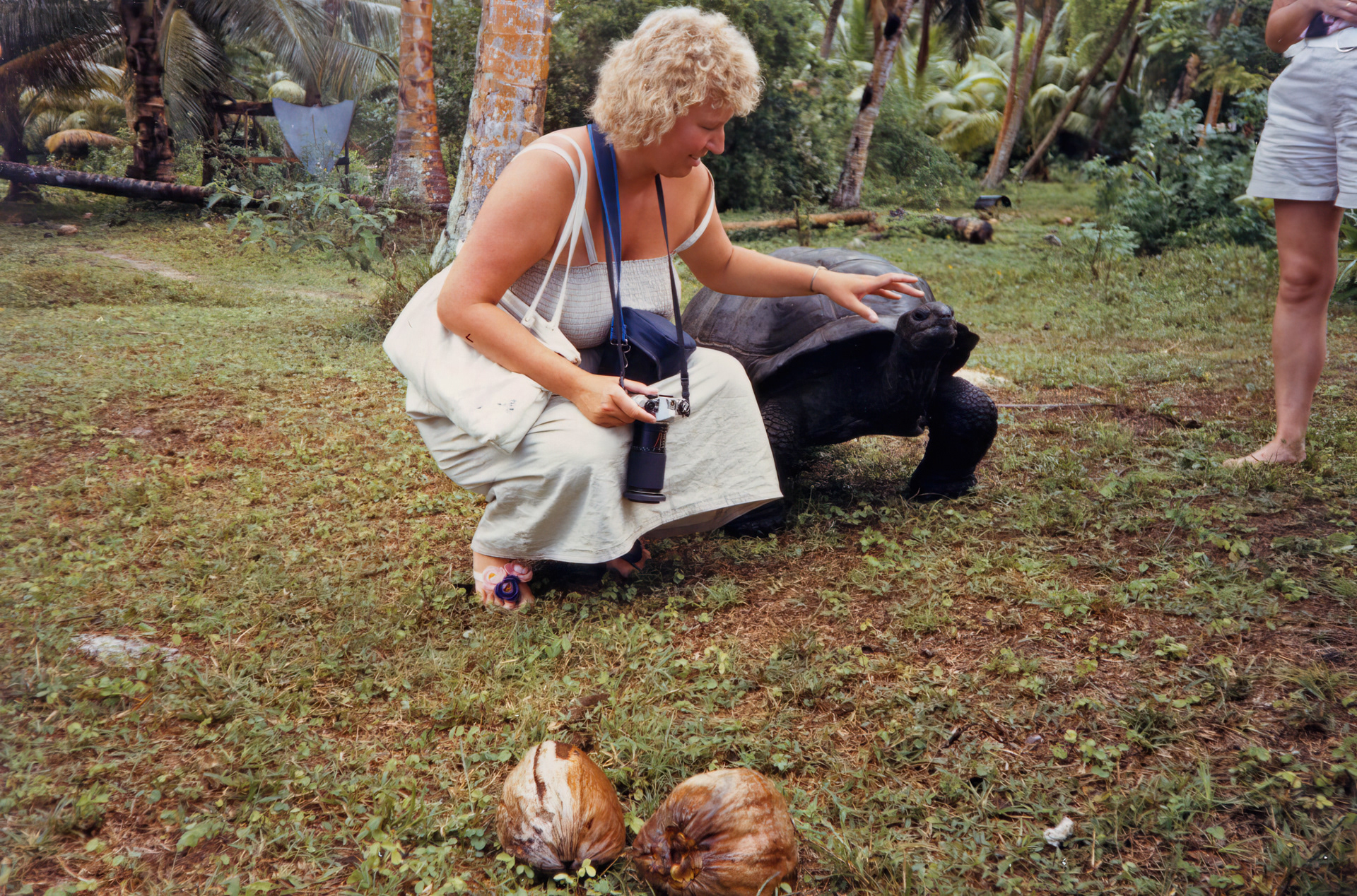 Making friends with a tortoise in The Seychelles