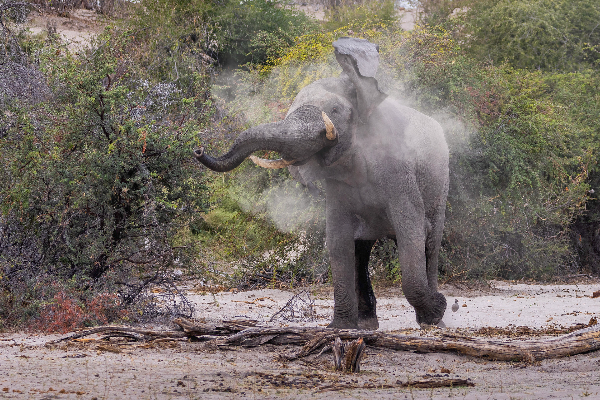 Elephant Dust Bath