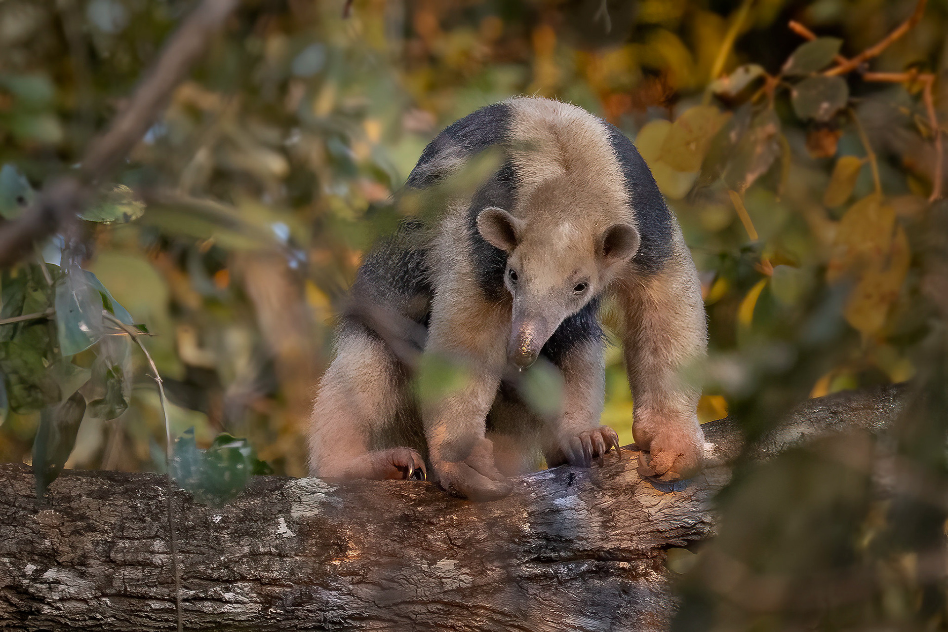 The Lesser Anteater, AKA Southern Tamadua, in Pantanal, Brazil