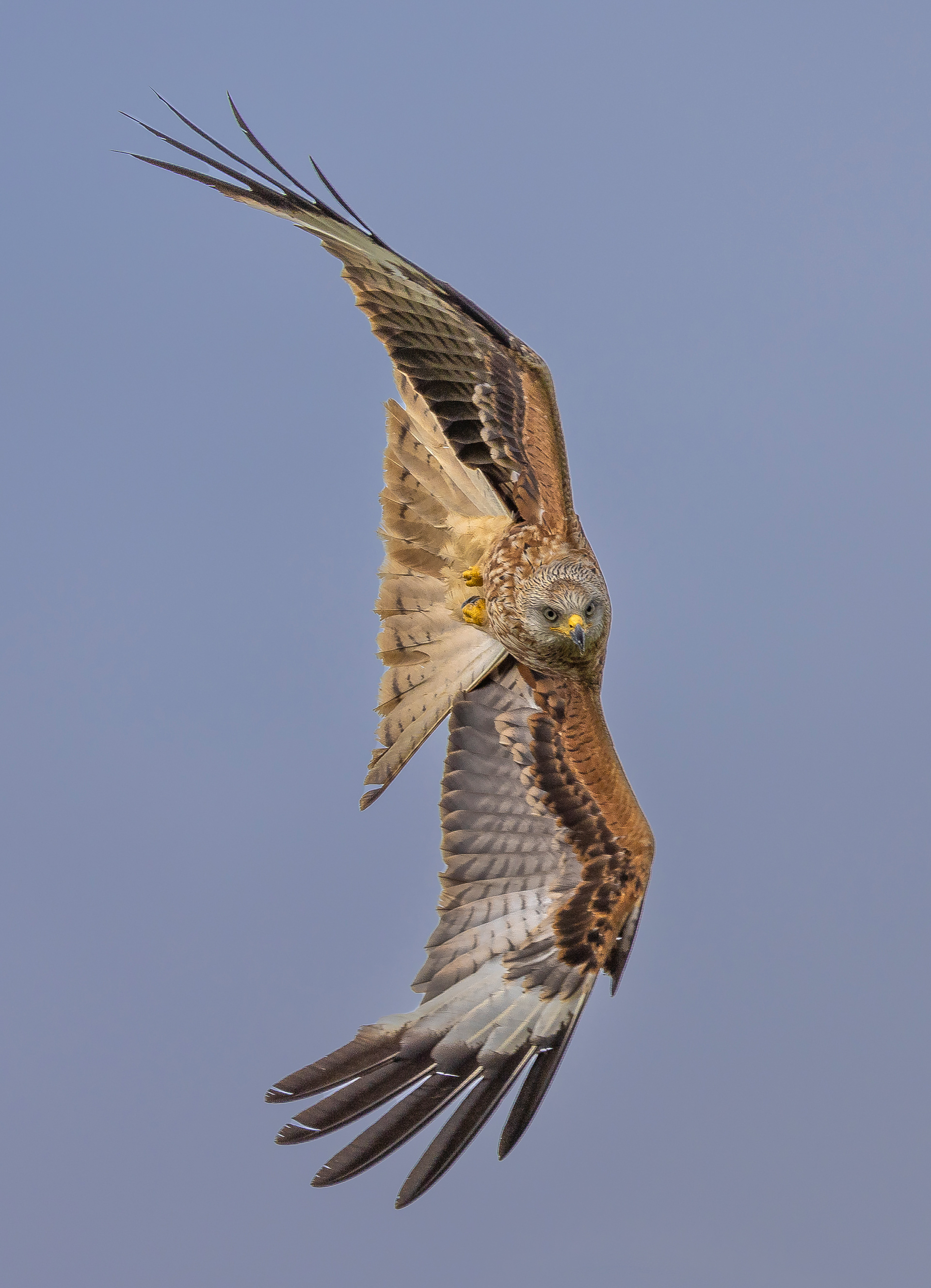 Gigrin Farm Red Kites Part 2 high shots: Micro Four Thirds Talk Forum:  Digital Photography Review