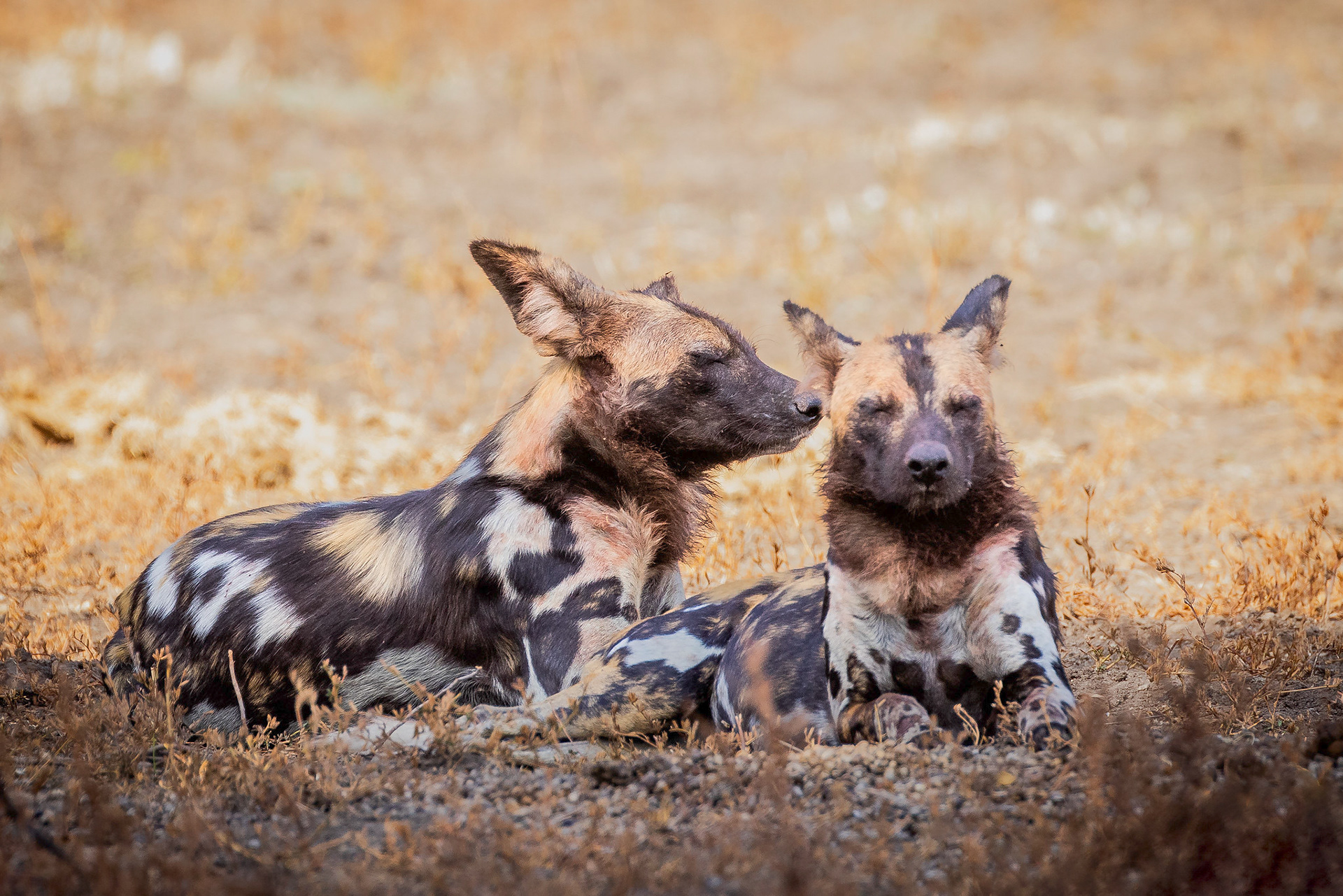 Wild dogs in South Luangwa, Zambia