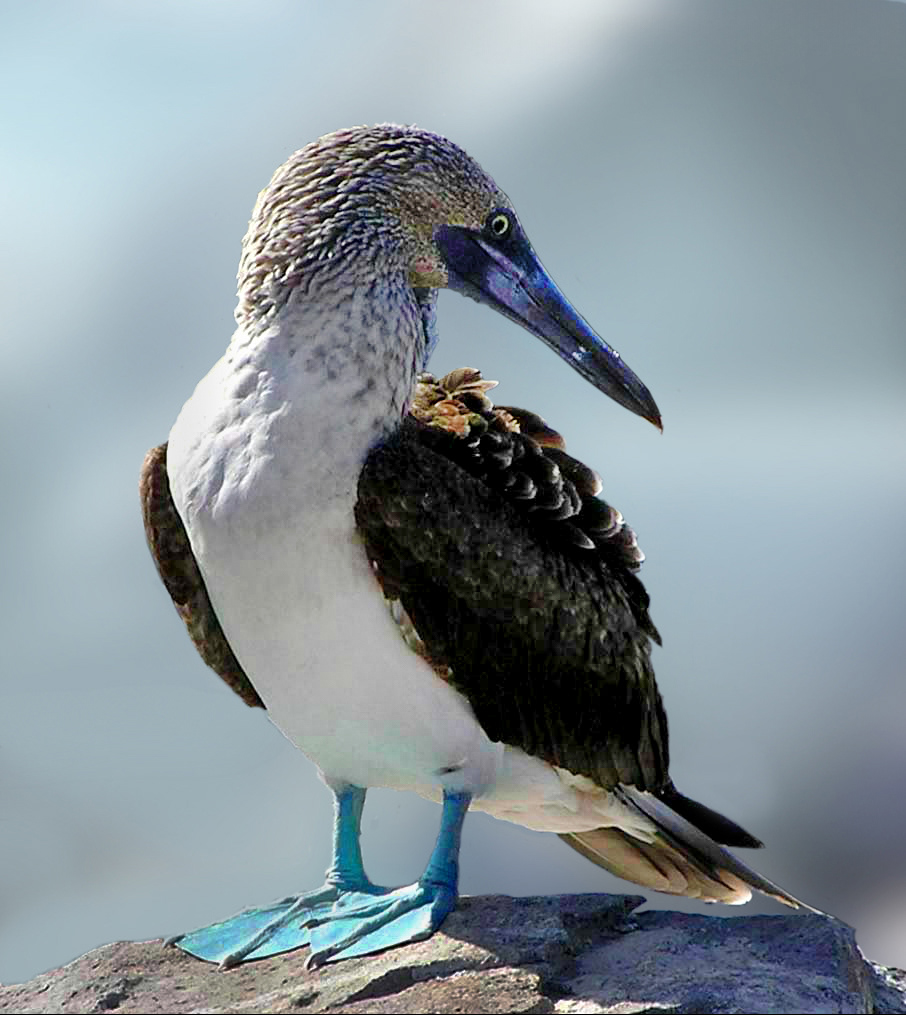 Blue Footed Boobie