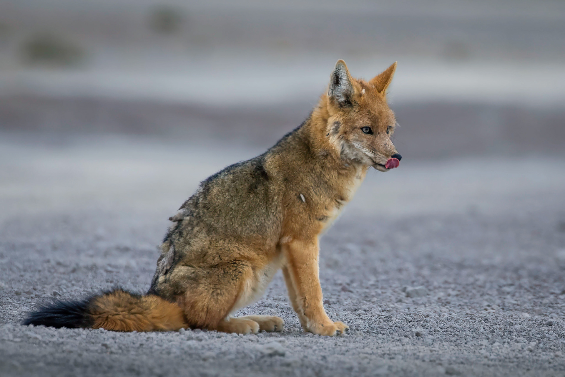 A mangy Andean Fox