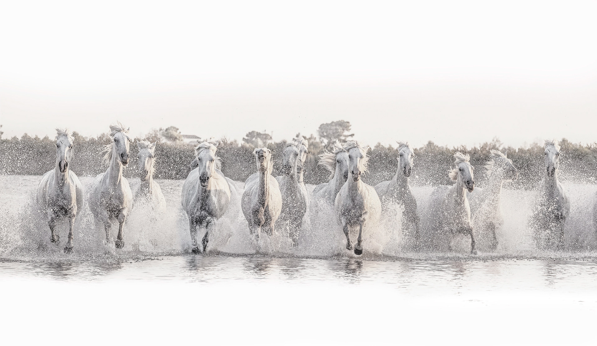 The white horses of Camargue