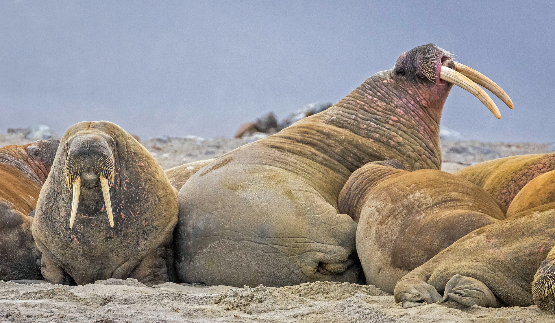 Walruses on Amsterdamøya