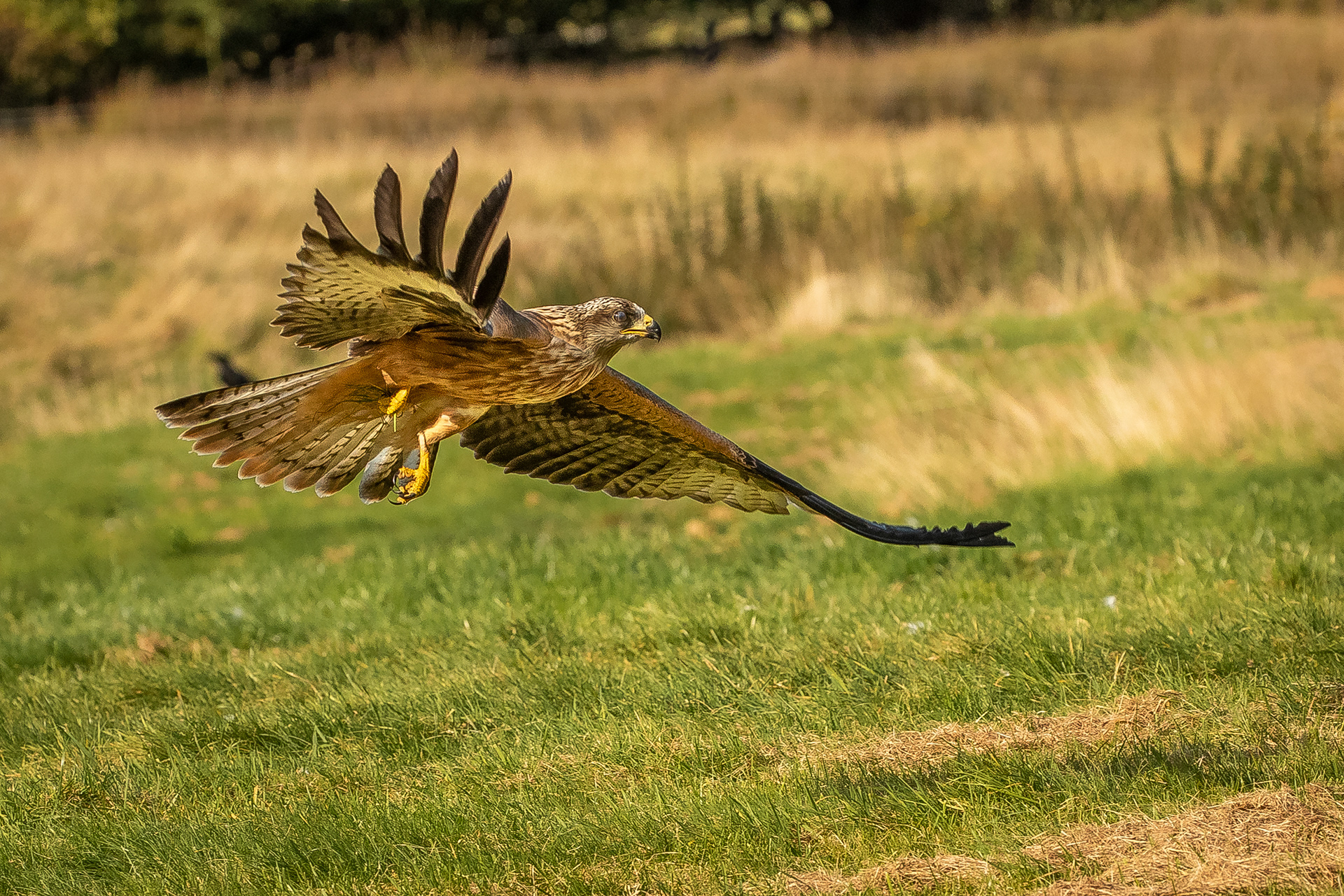 Gigrin Farm Red Kites Part 2 high shots: Micro Four Thirds Talk Forum:  Digital Photography Review