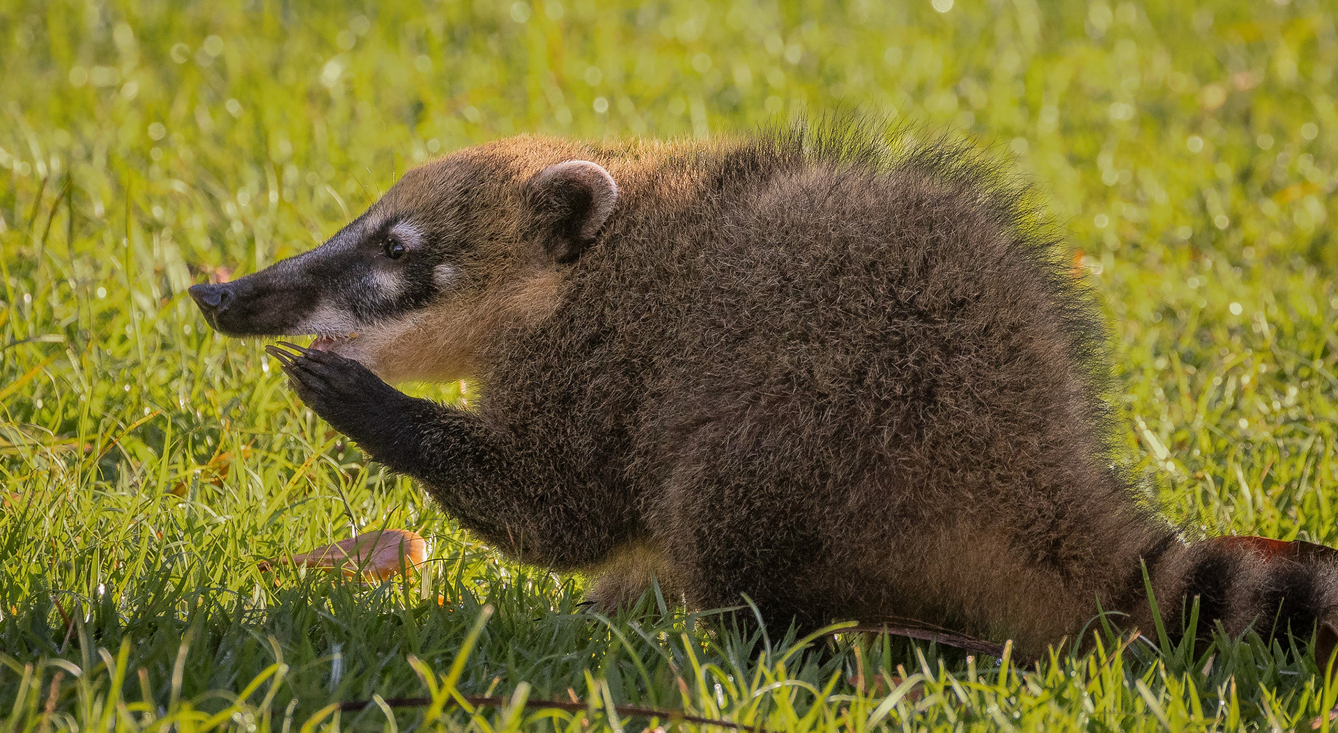 The curious coati