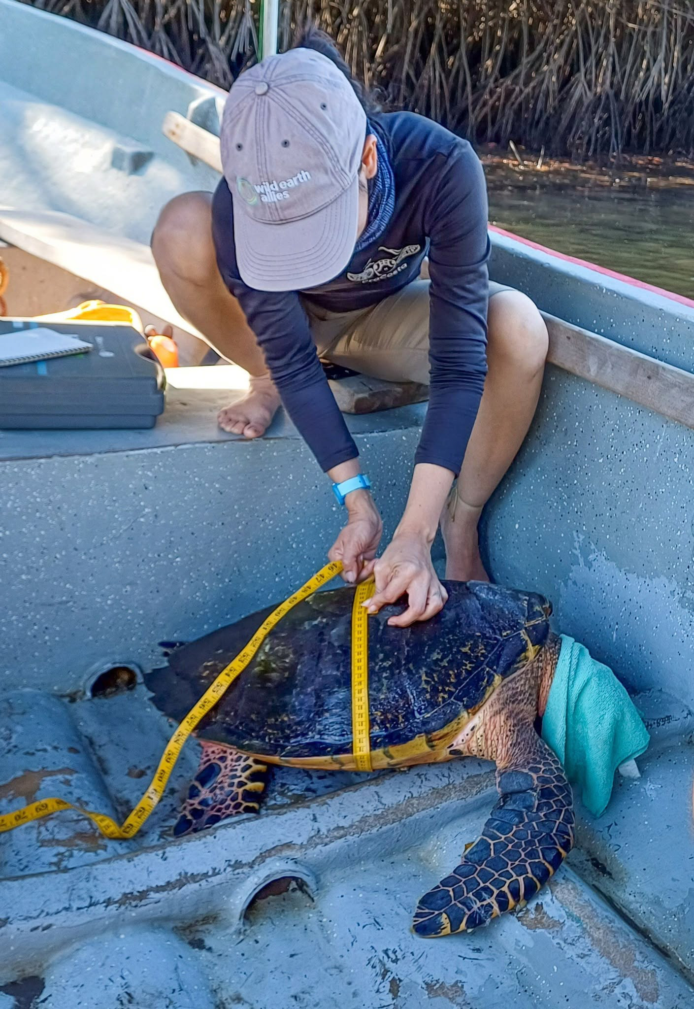 Measuring, weighing, tagging, and releasing a turtle in El Salvador