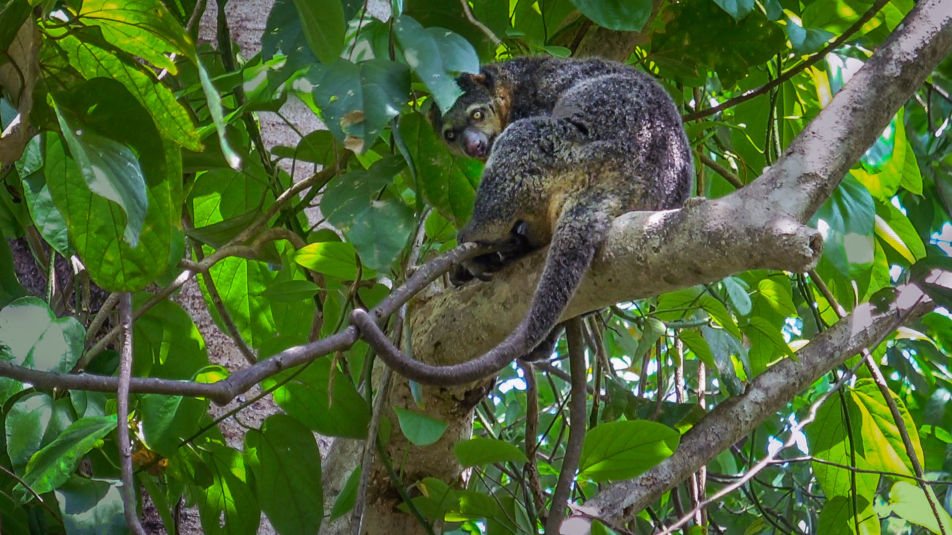Cuscus Bear in Tangkoko Batuangas Reserve on Sulawesi Island, Indinesia