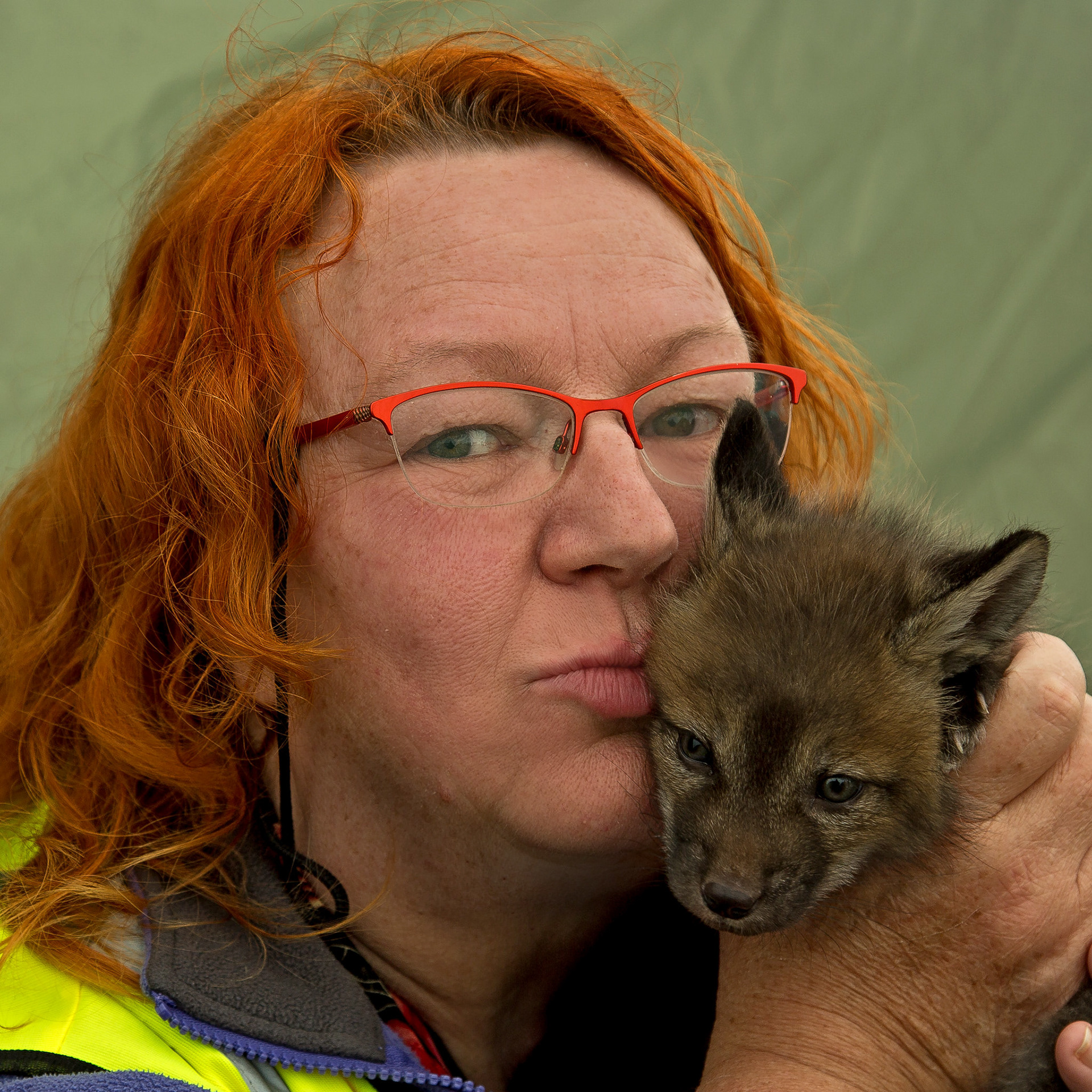 Fox cub