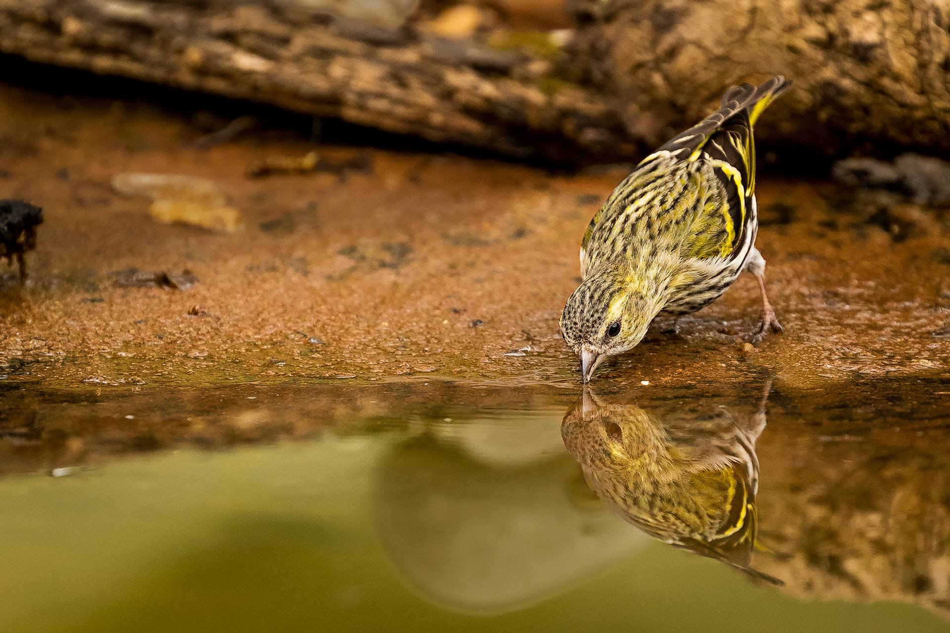 DIY, Reflection pool / feeding station for bird photography