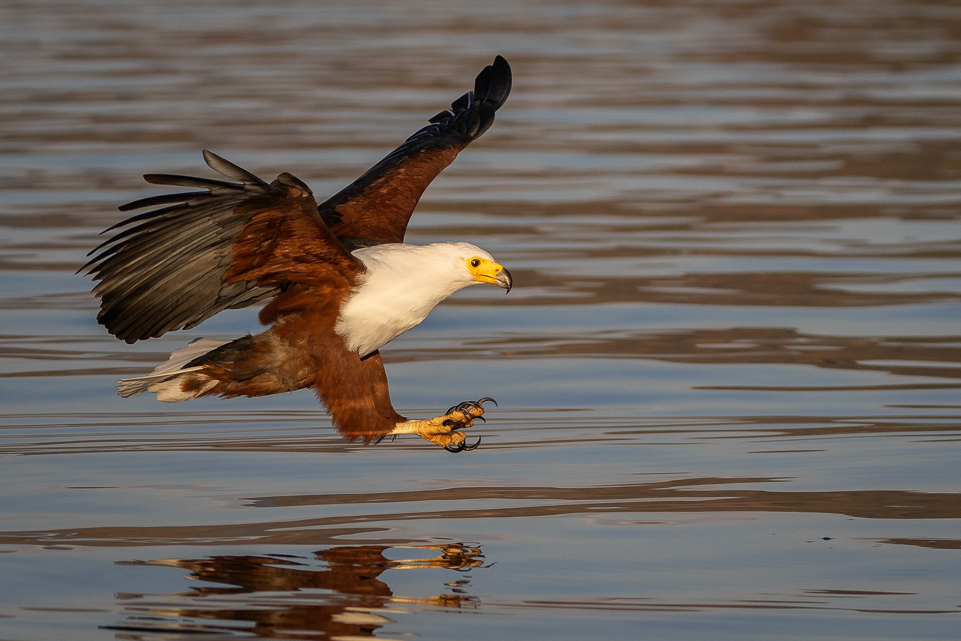 African Fish Eagle