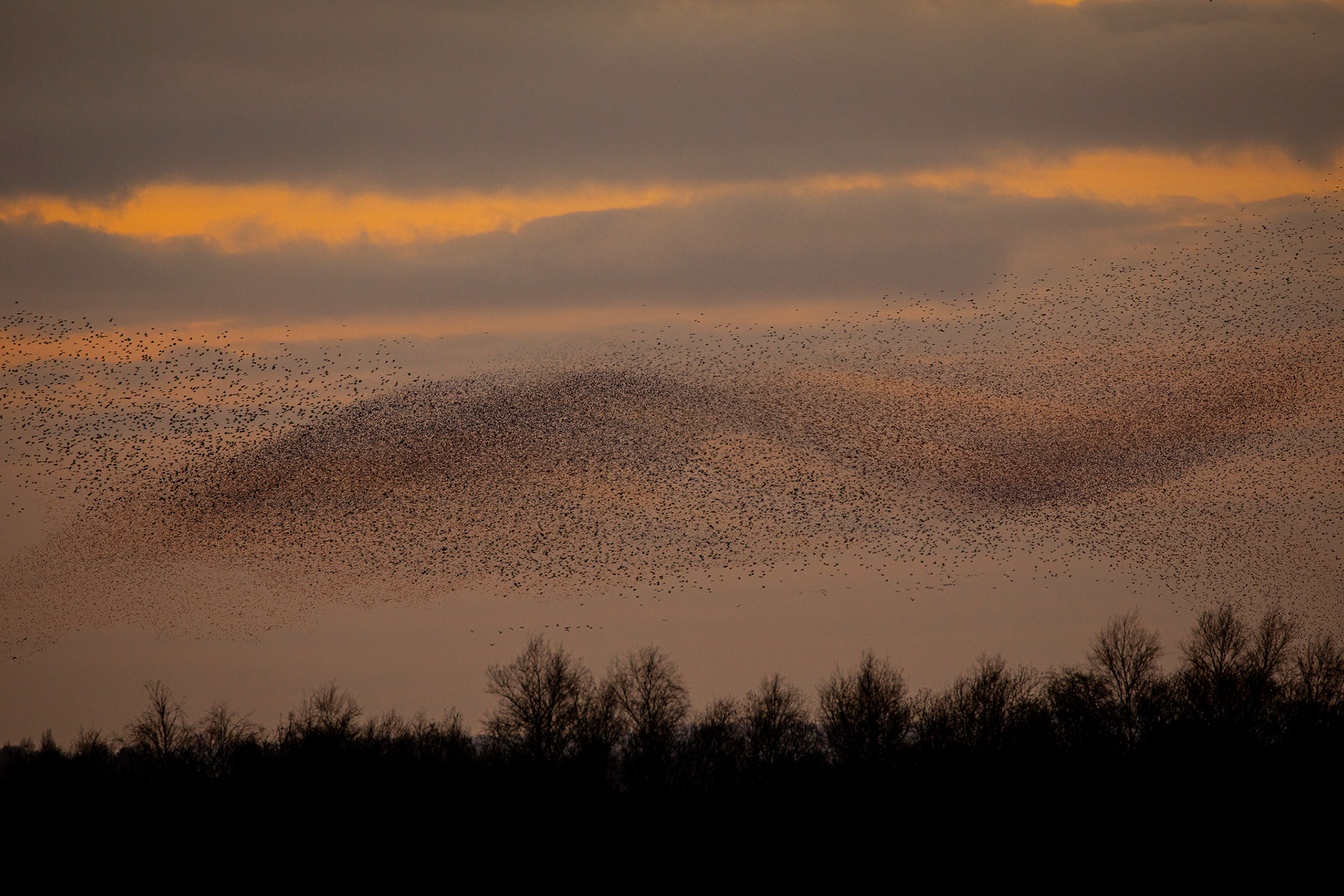 Starling Murmurations