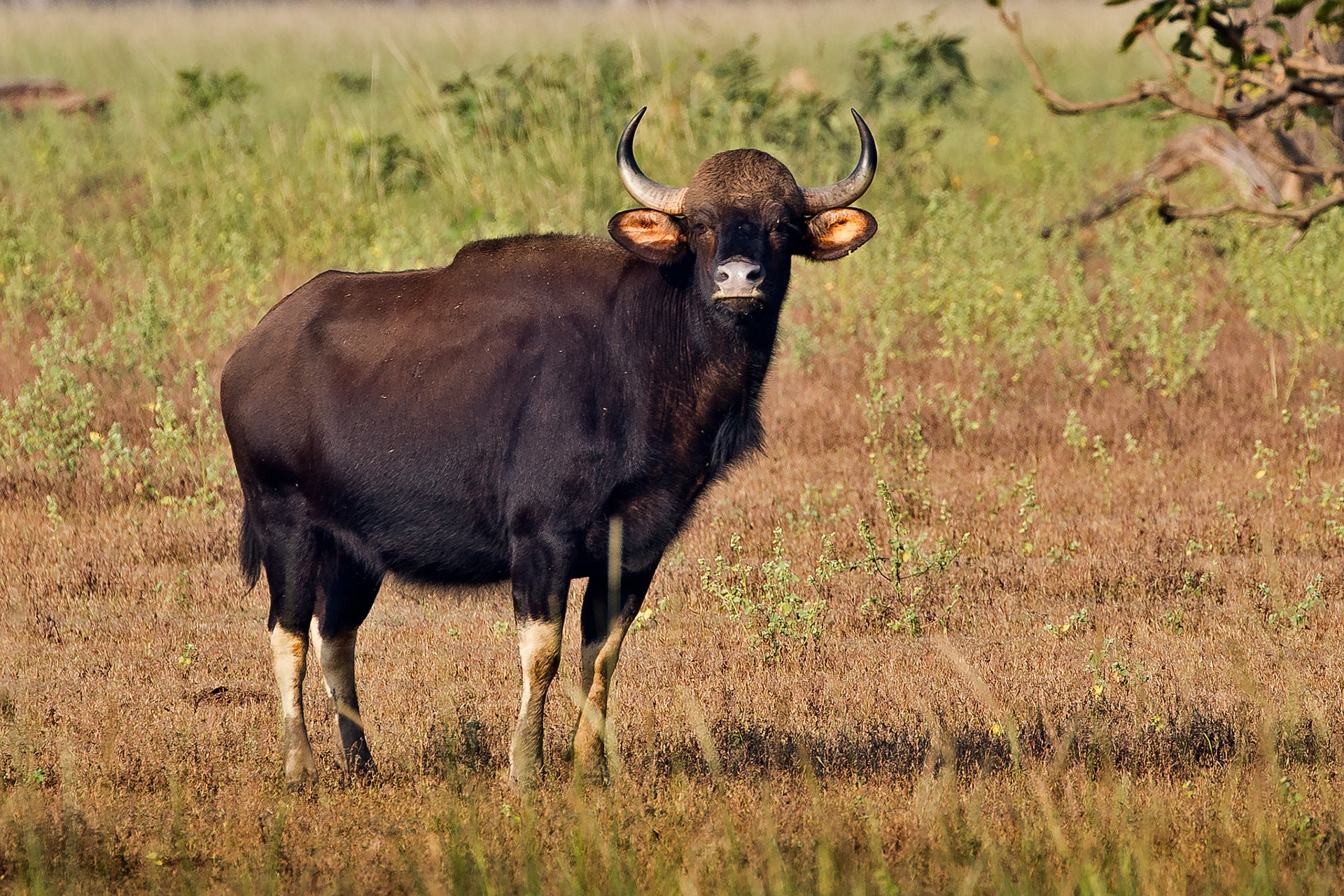 Gaur