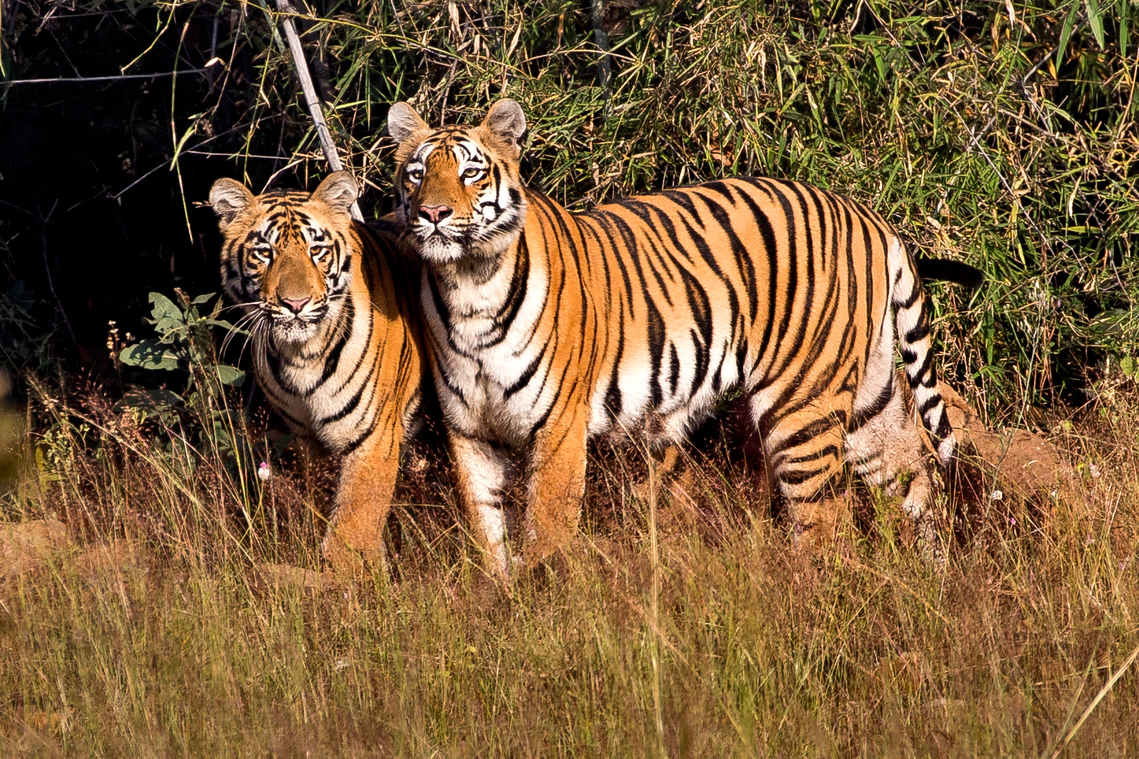 Tigers in Tadoba National Park, India