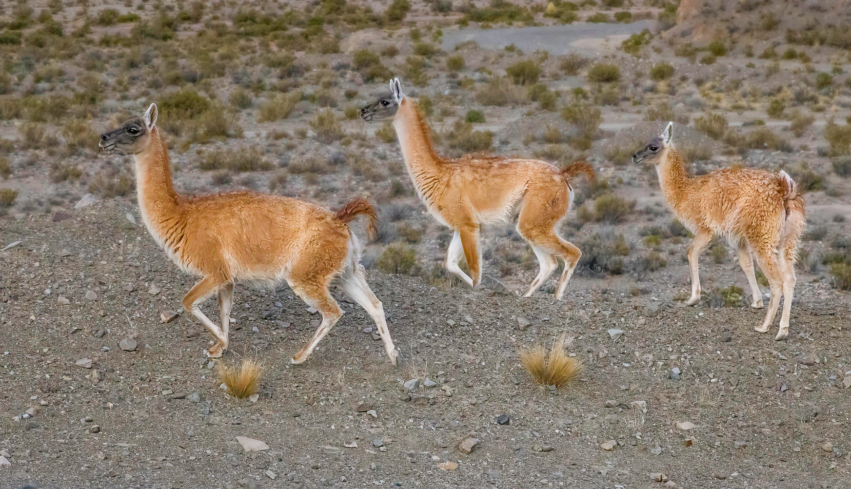Guanacos on the Puna in Argentina