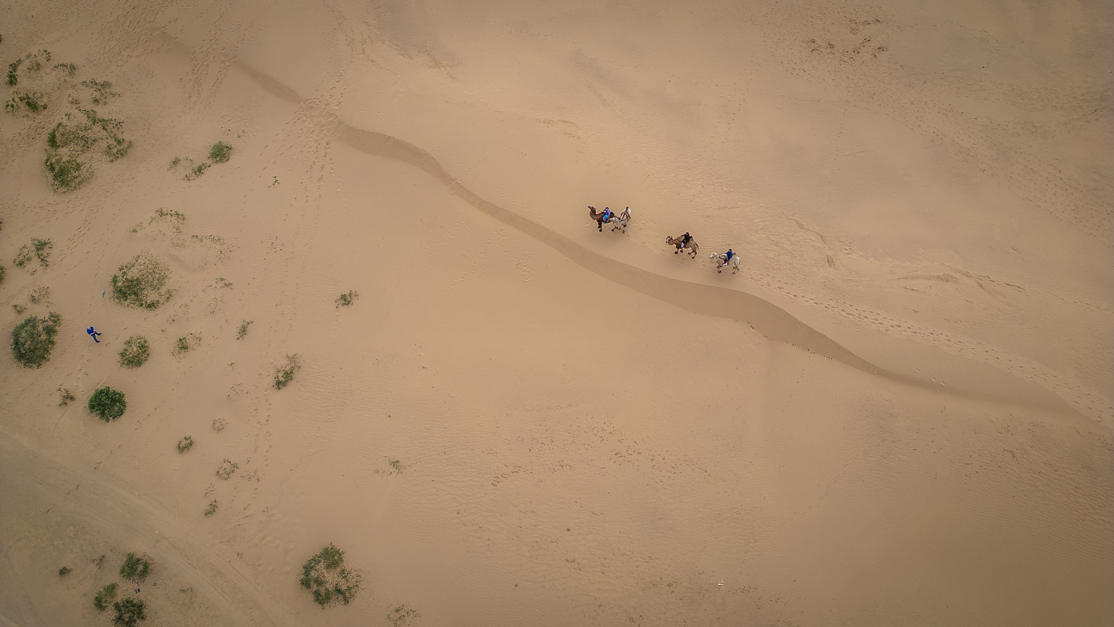 Camels in the Gobi Desert