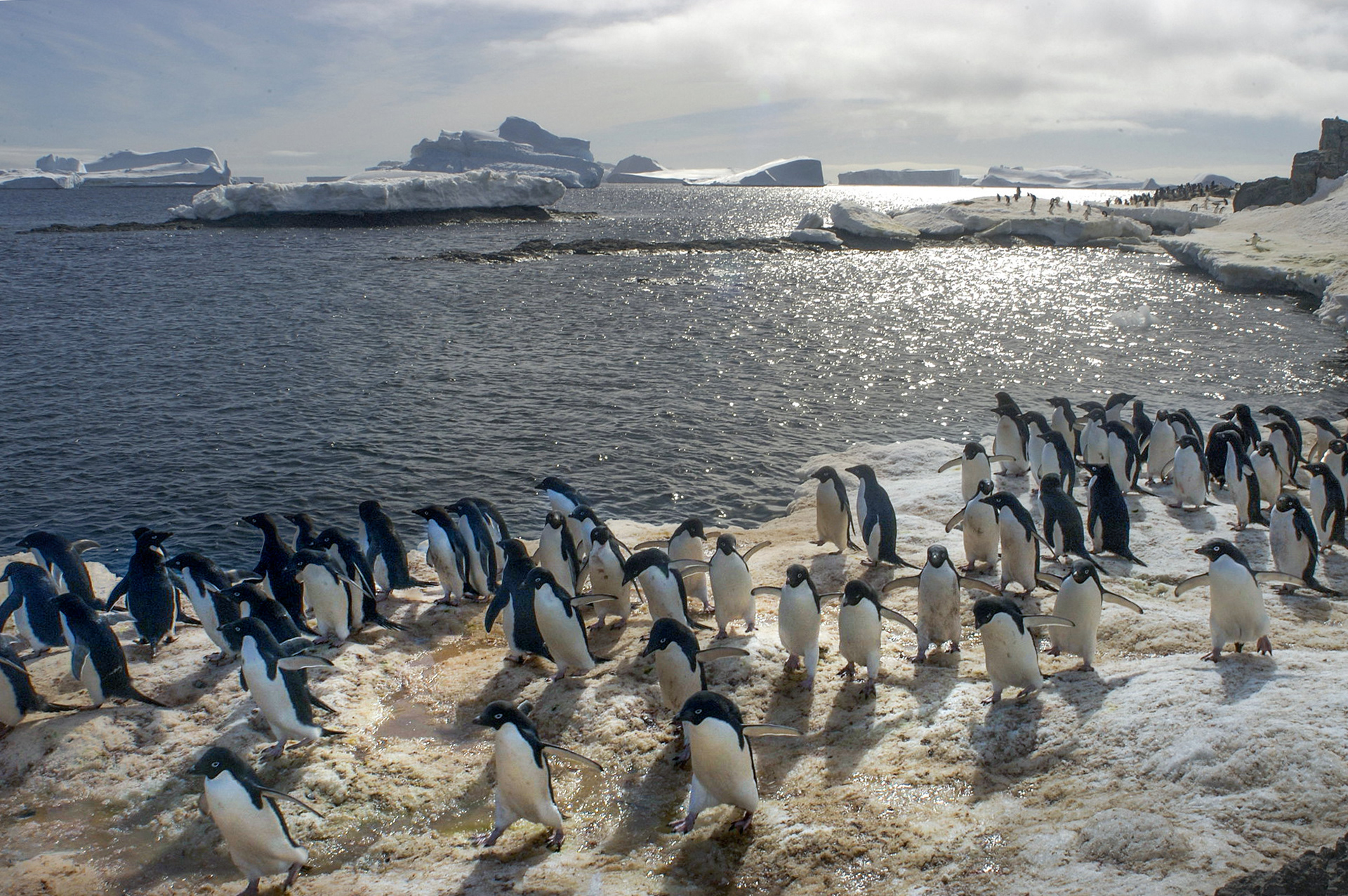 Chinstrap Penguins on Paulet Island, Antasrctica