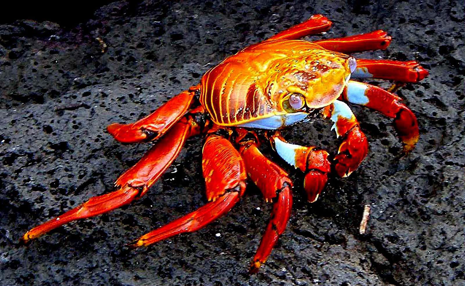 Sally Lightfoot Crab