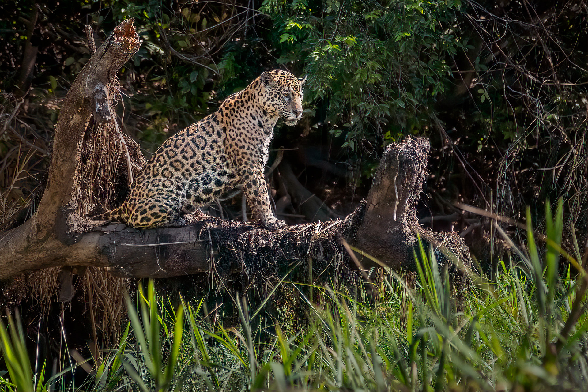 A beautiful jaguar in Pantanal, Brazil