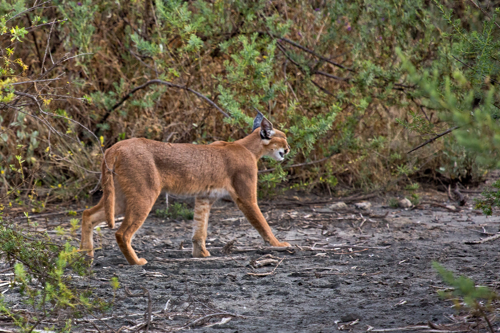 A great sighting: the elusive caracal