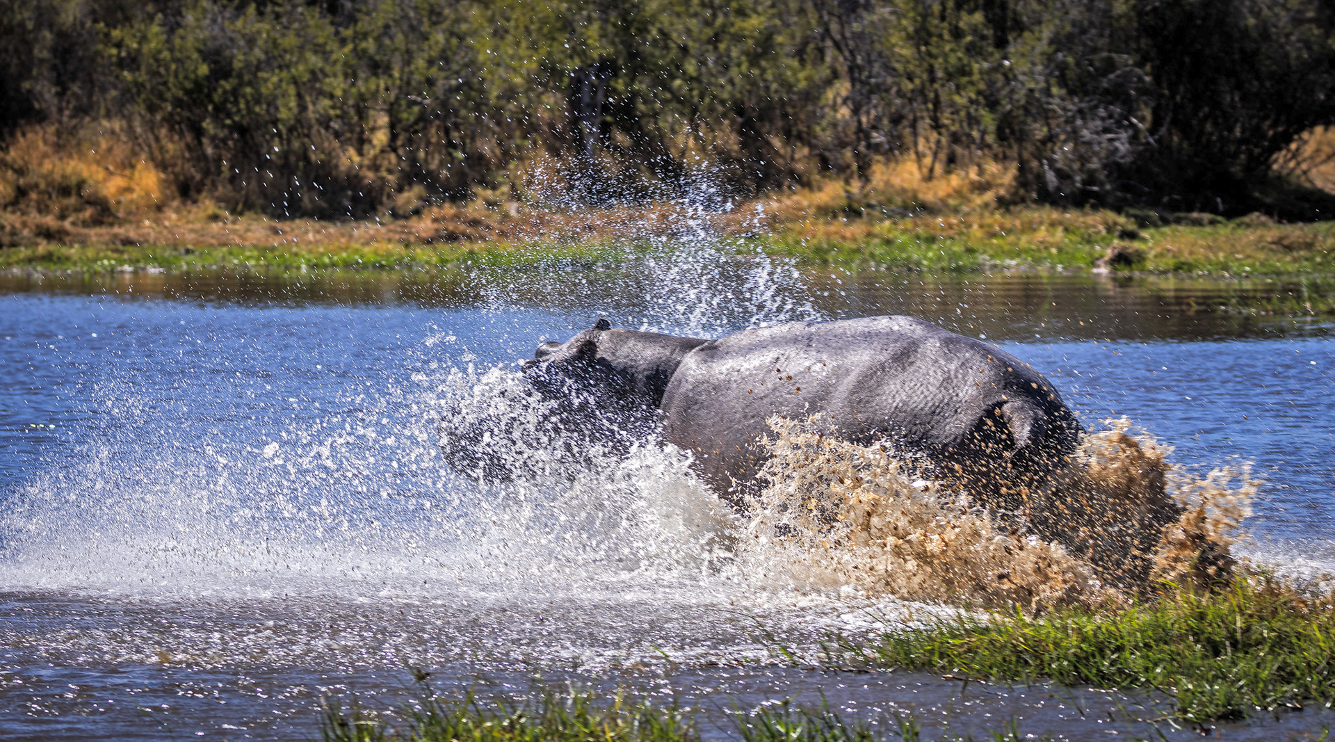 Hippo Splash, Khwai Concession