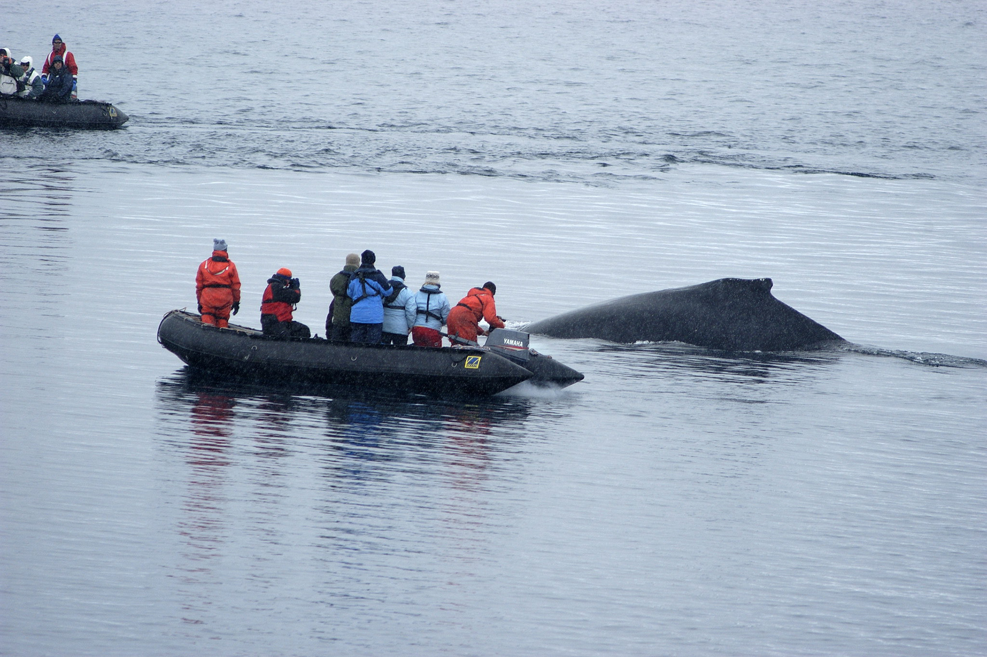 Too close for comfort? Whale  watching, Antarctica