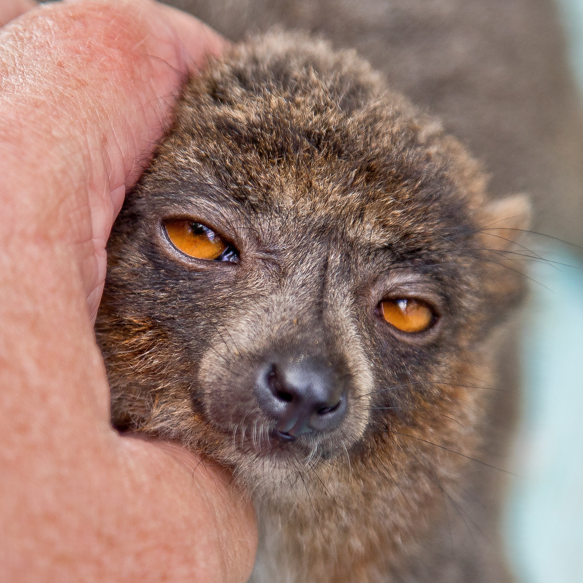 Maki Lemurs like their ears scratched, apparently