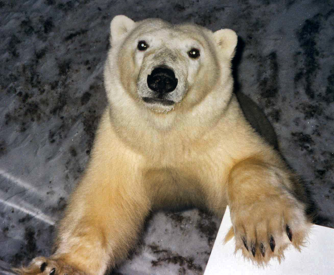 Just as well polar bears can't reach their front legs above their head
