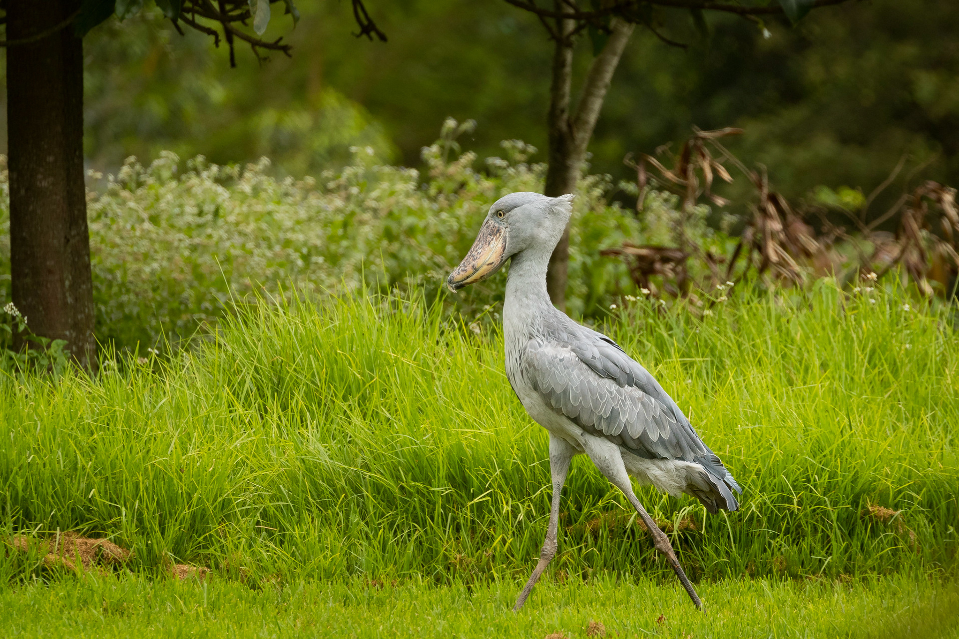 The Shoebill