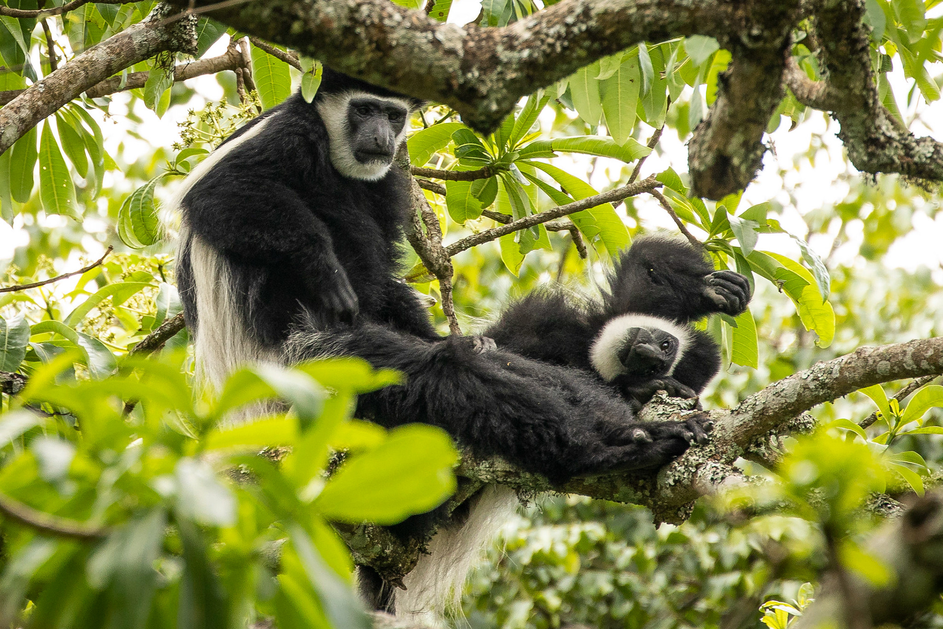Black and White Colobus Monkeys