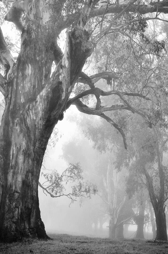 River Red Gum, Howlong, NSW