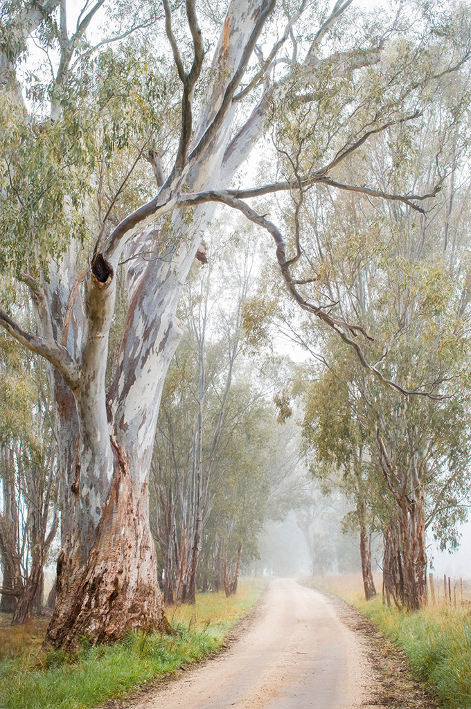 River Red Gums, NE Vic