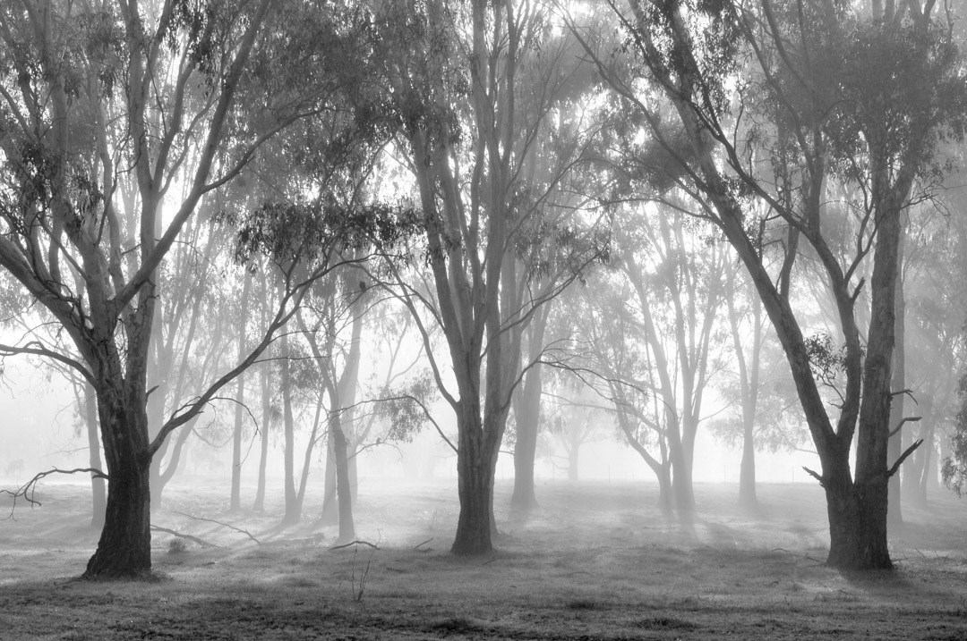 River Red Gum Forest, Howlong, NSW