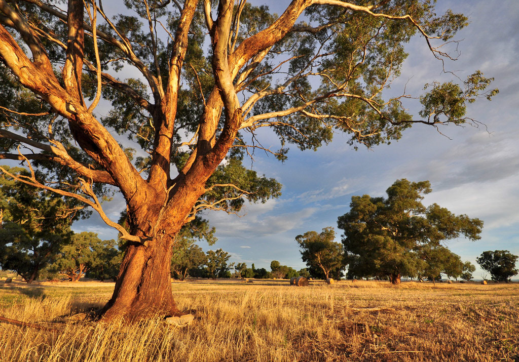 Moorawartha, Southern NSW