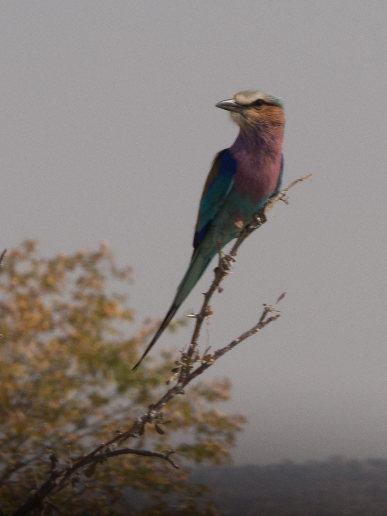Gabelracke (lilac breasted roller)