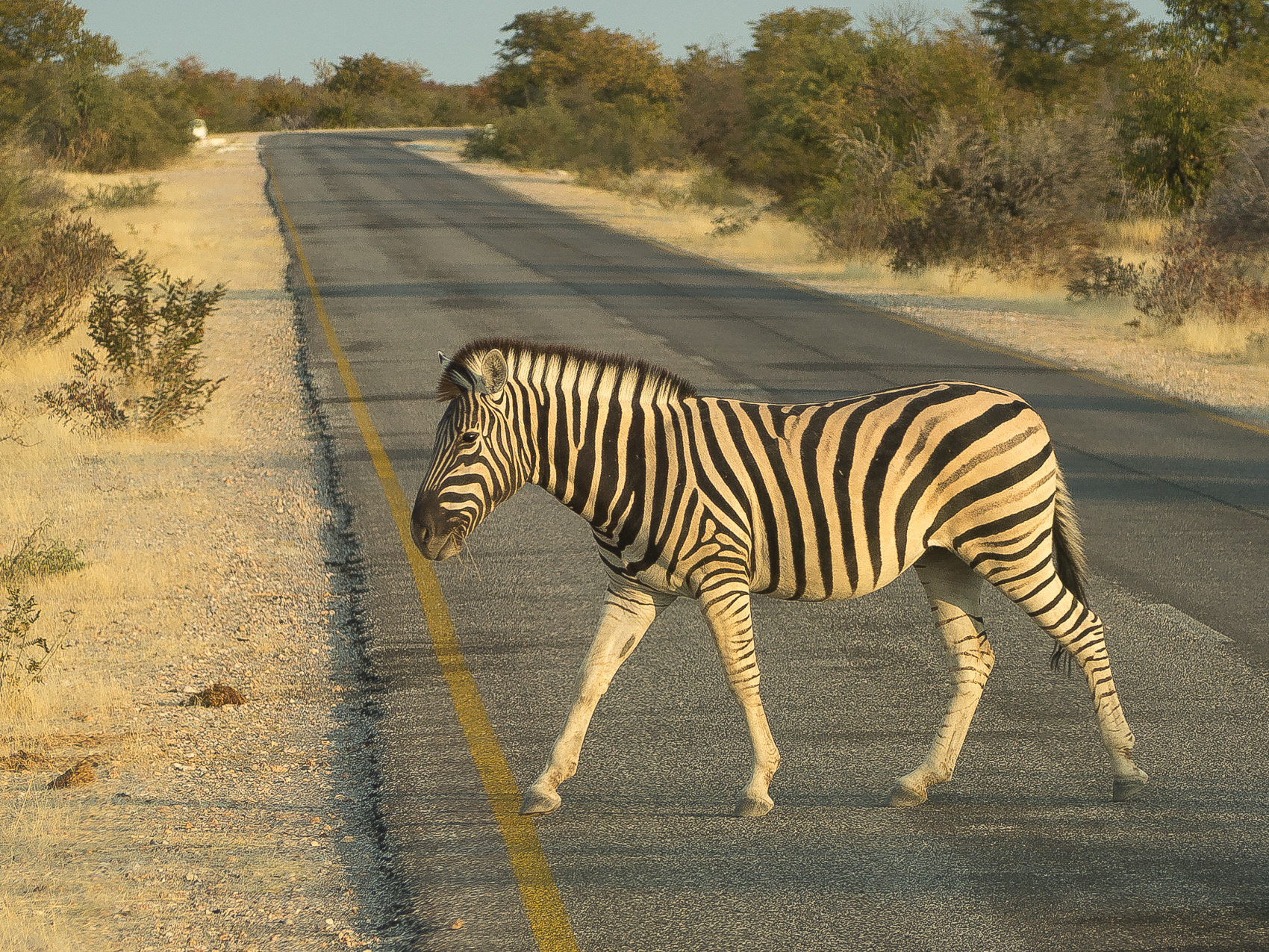 Zebra in Etlosha