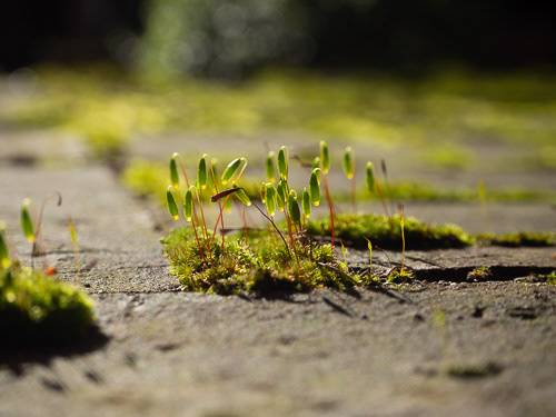 Miniaturwunder der Stadt