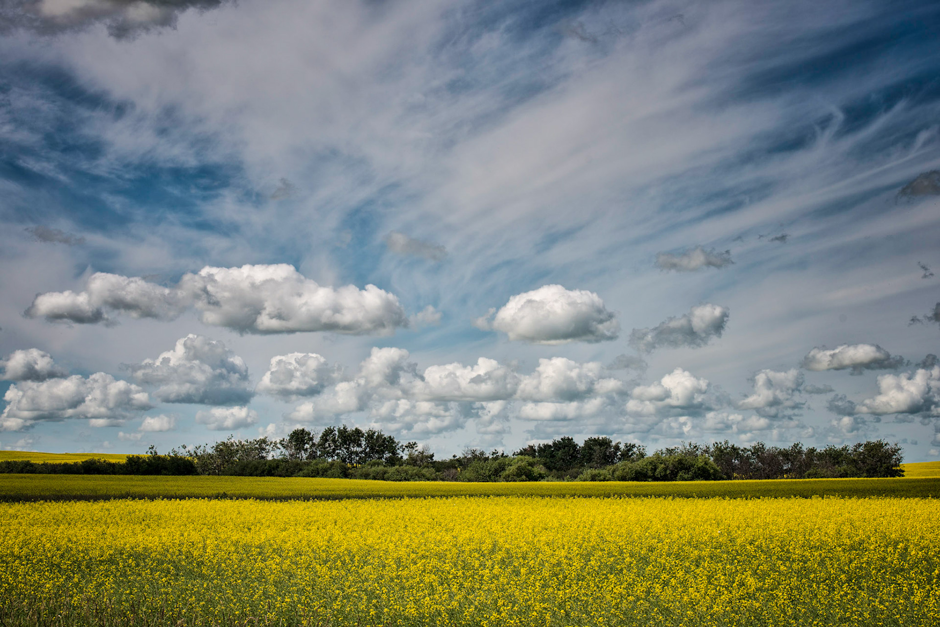 Canola Skies
