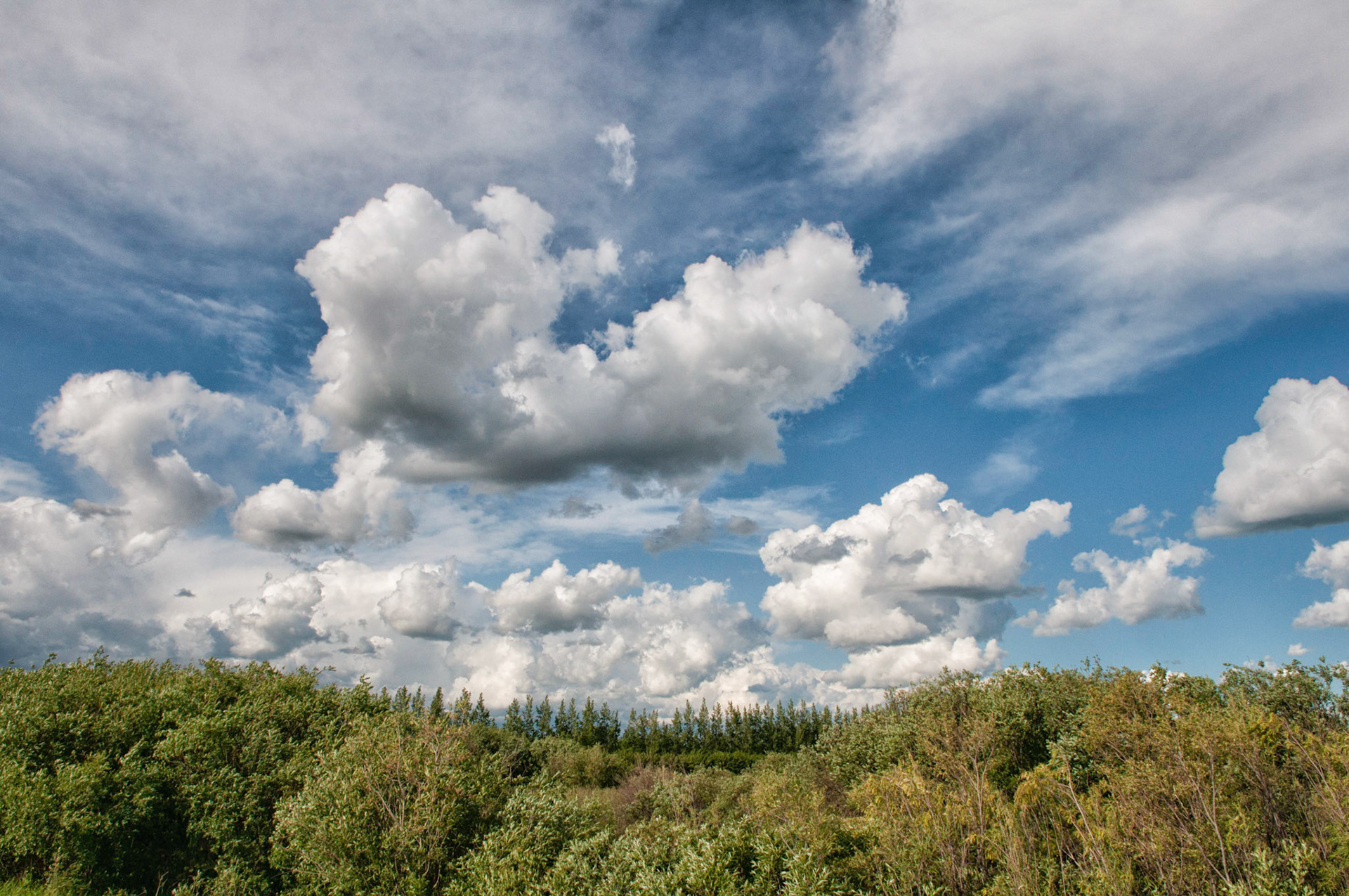 Clouds Cradeled By Trees