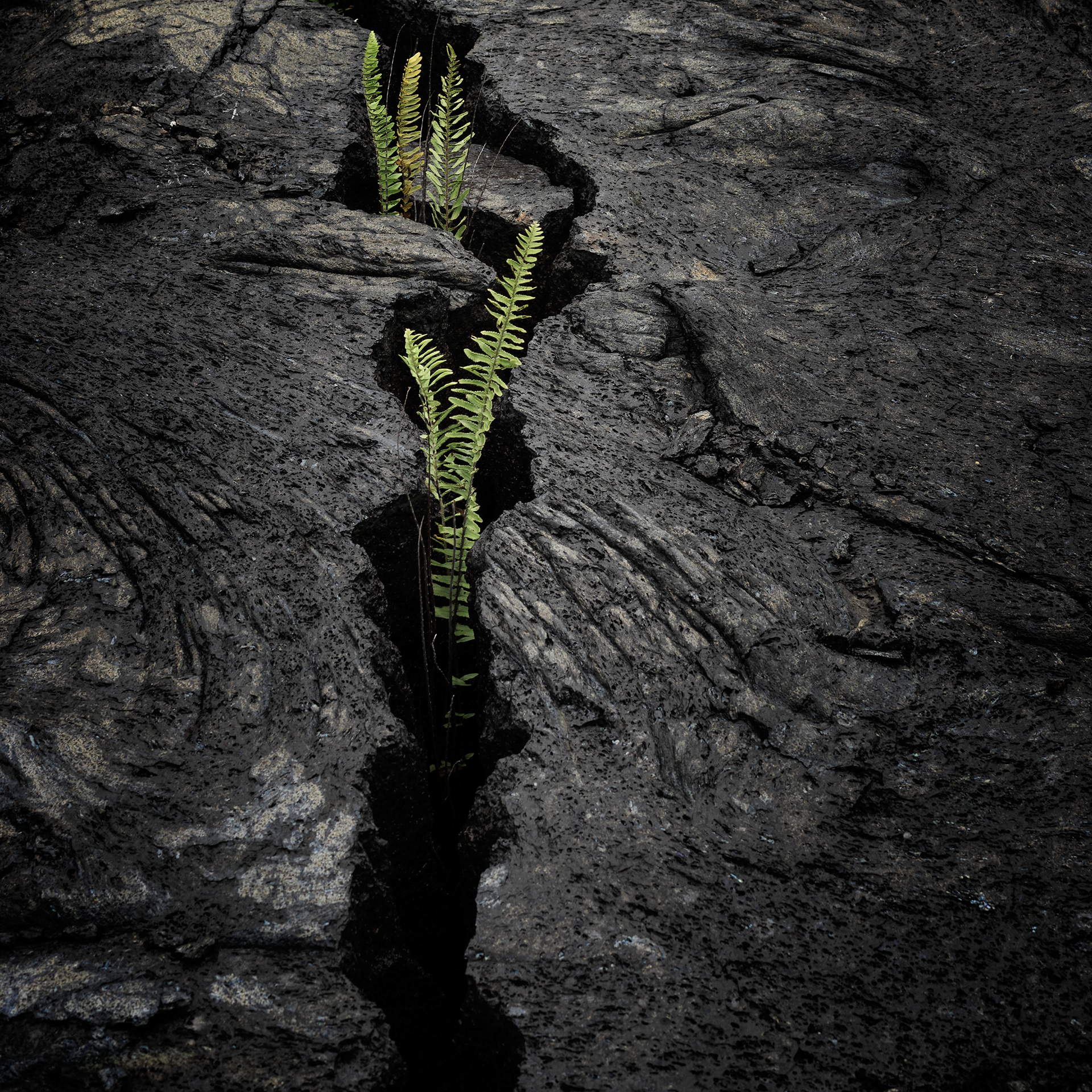 Ferns growing in cracks of a lava field