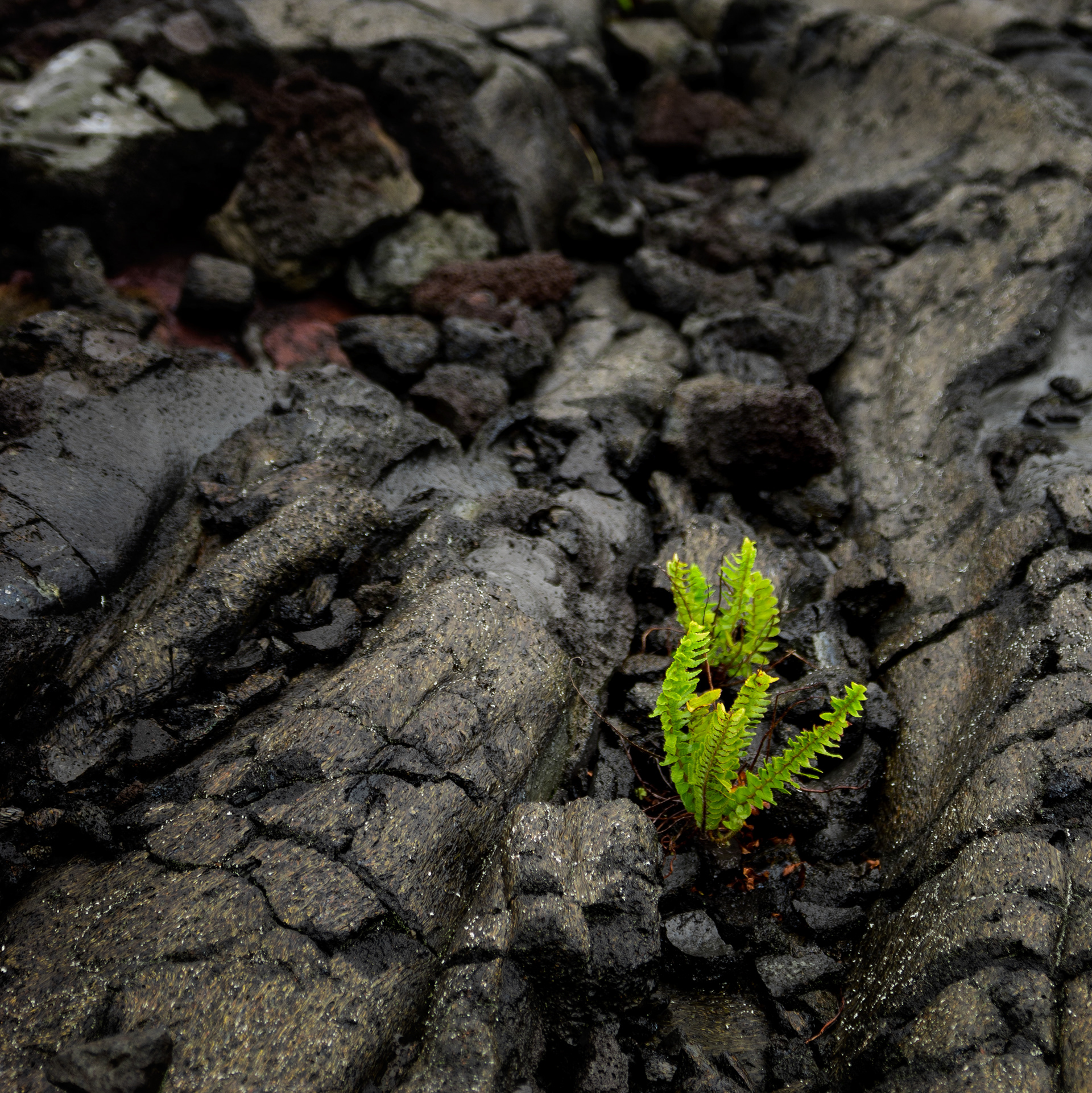 Fern growing in seemingly naked lava