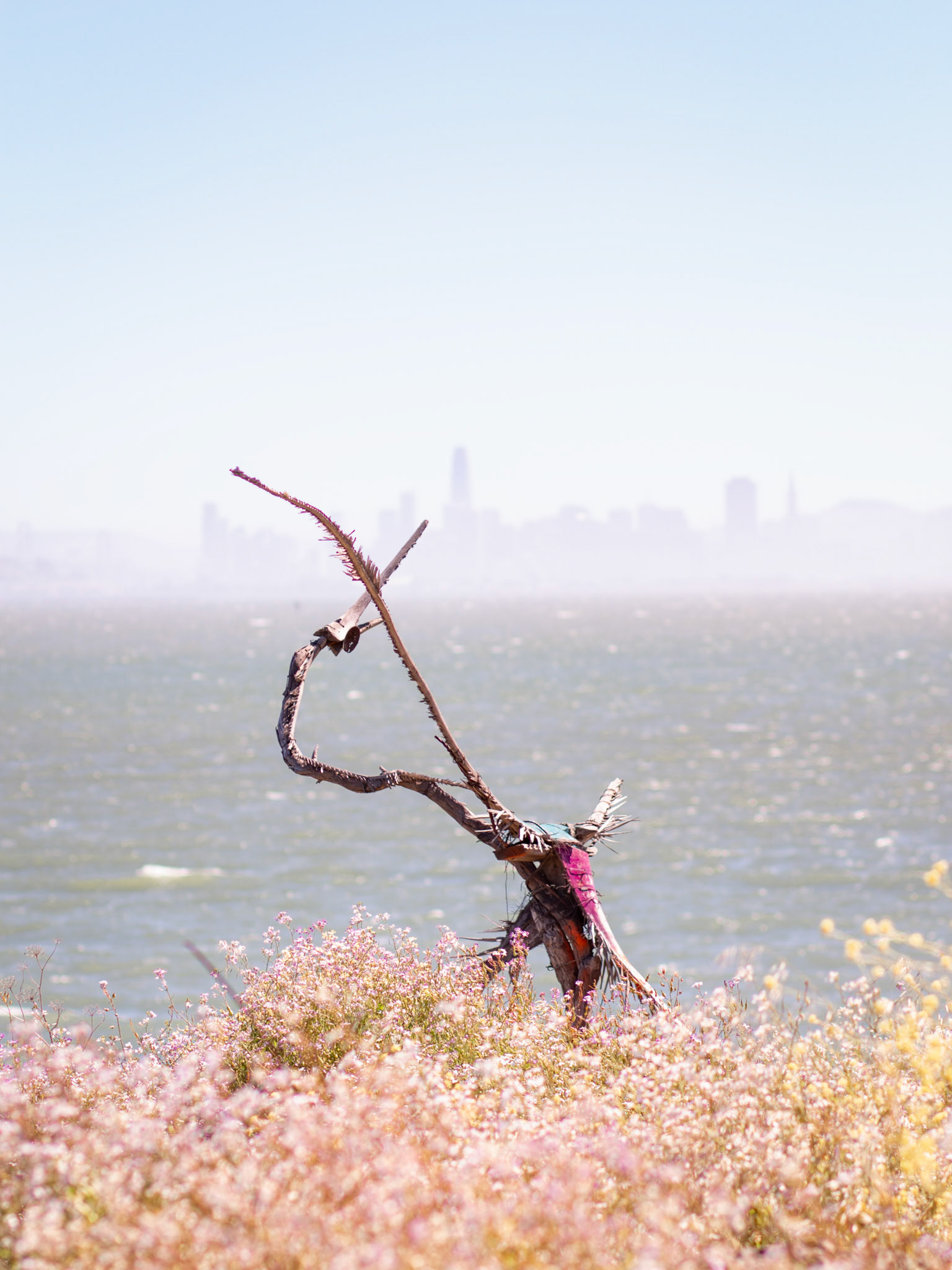 Tree Trunk with Skyline (Albany, USA, 2024)