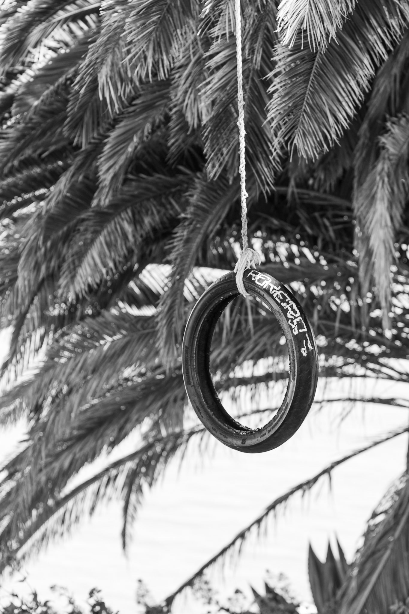 Tire under Palm Tree (Albany, USA, 2024)