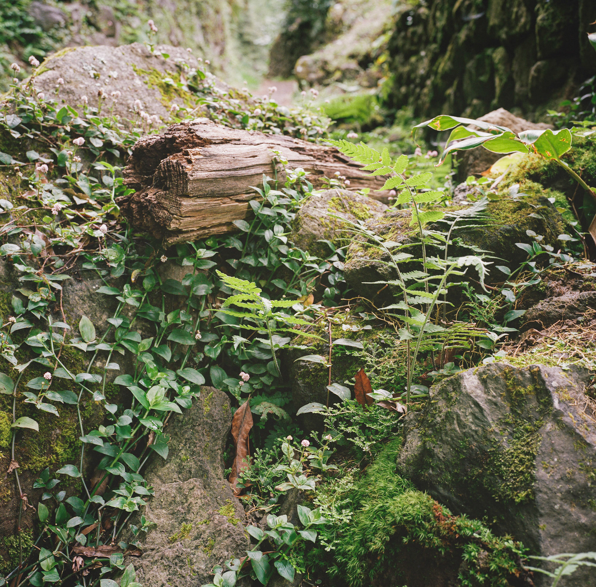 Absorbed Plank, Azores, Portugal (2025)