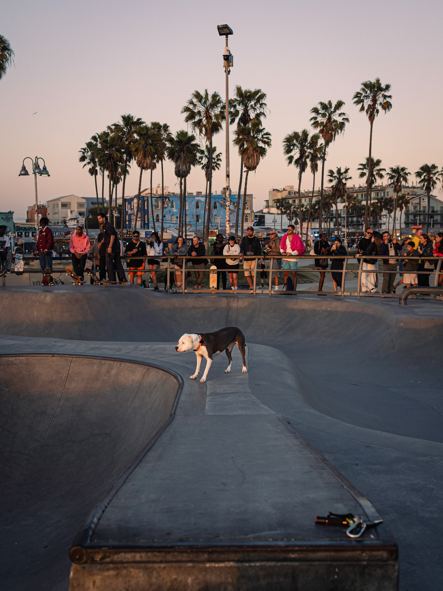 Dog on the Bowl (Venice Beach, CA, 2025)